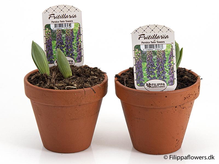 <h4>FRITILLARIA PERSICA P12 TWIN TOWERS</h4>