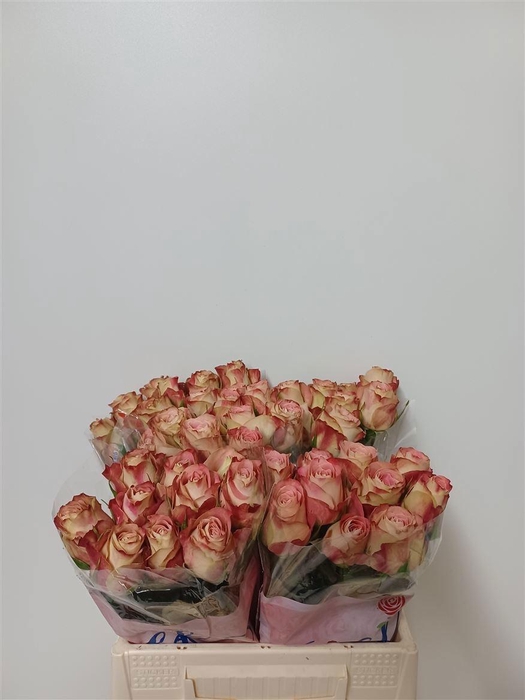 <h4>R GR UPPER SECRET</h4>