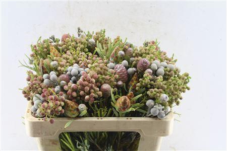 <h4>Kaaps Cone Mix Gemengd In Bos</h4>