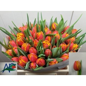 TULIPA DU 'CROSSFIRE'