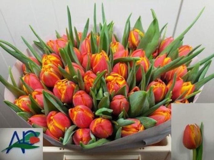 <h4>TULIPA DU 'CROSSFIRE'</h4>