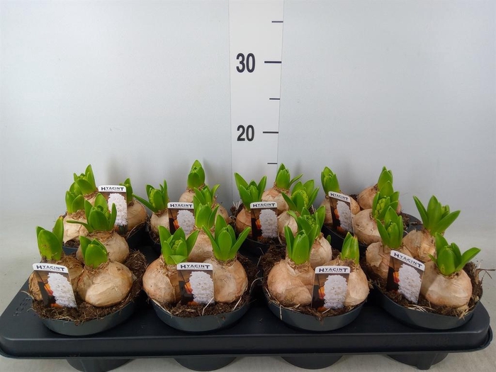 <h4>Hyacinthus orie. 'Pearl White'</h4>