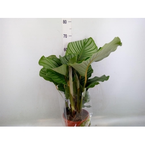 Calathea orbifolia