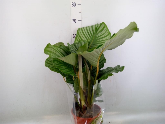 <h4>Calathea orbifolia</h4>