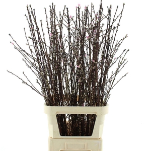 PRUNUS 120CM