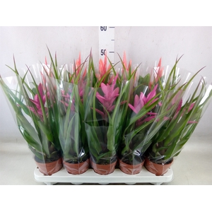 Tillandsia  ...mix