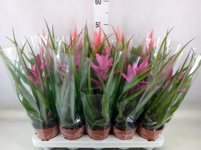 <h4>Tillandsia  ...mix</h4>