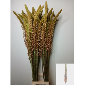EREMURUS MACARENA