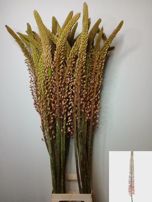 <h4>EREMURUS MACARENA</h4>