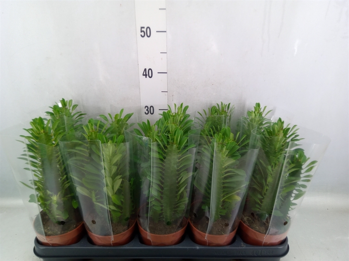 <h4>Euphorbia trigona</h4>