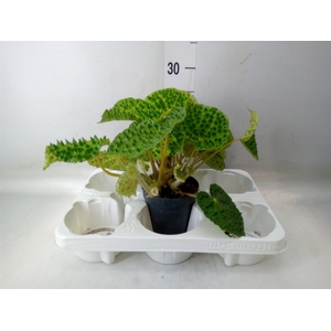 Begonia BD   ...