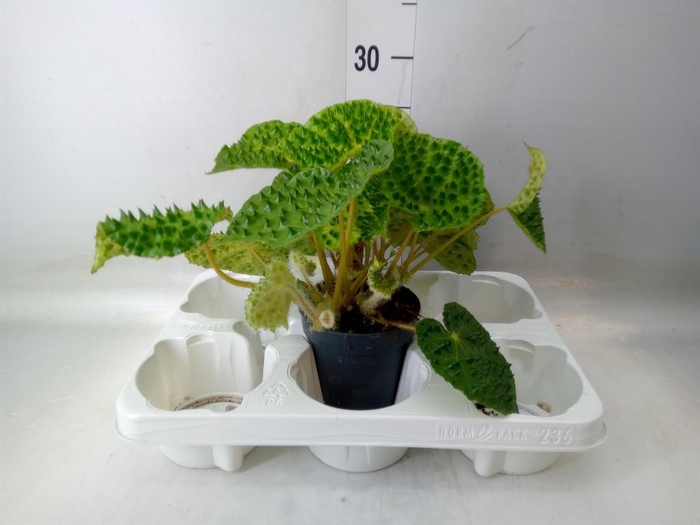 <h4>Begonia BD ...</h4>