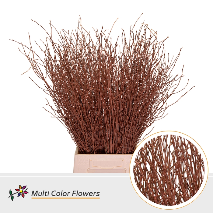 <h4>BETULA BROWN</h4>