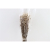 Dried Papaver Mini Natural Bunch Poly