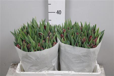 <h4>Tu Du Red Princess</h4>