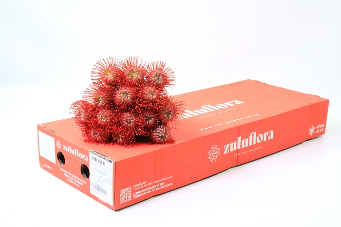 Nutans Ayoba Red