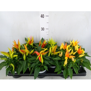 Capsicum annuum 'Joker'