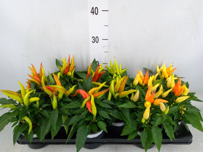 <h4>Capsicum annuum 'Joker'</h4>