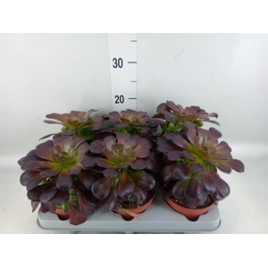 Aeonium arboreum 'Velours'
