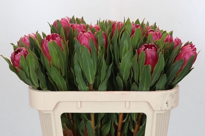 <h4>Protea Brenda</h4>