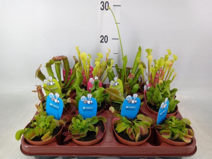 <h4>Sarracenia   ...</h4>