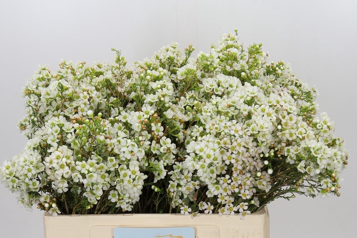 <h4>Chamelaucium Dawn Pearl</h4>