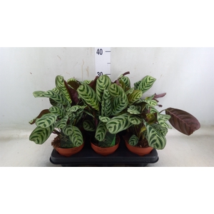 Ctenanthe burle-marxii