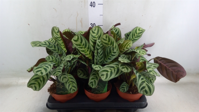 <h4>Ctenanthe burle-marxii</h4>