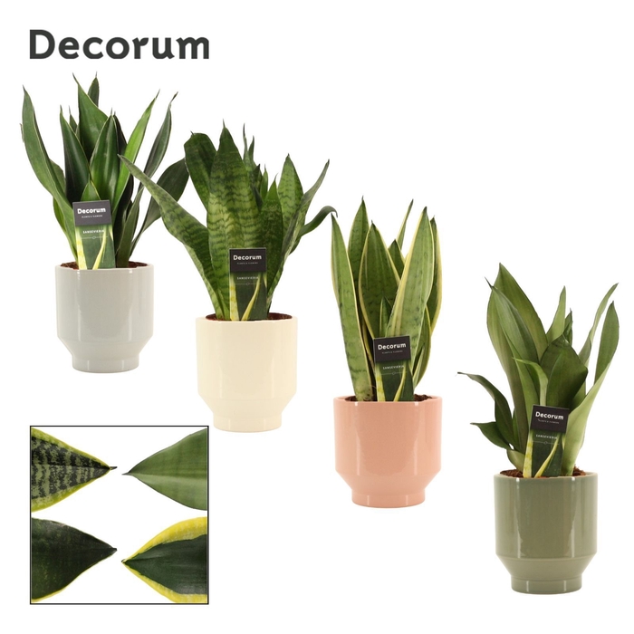 Sansevieria Super Mix 12 cm in Pato (Deco-collection)