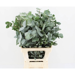 EUC CINEREA PER BOS