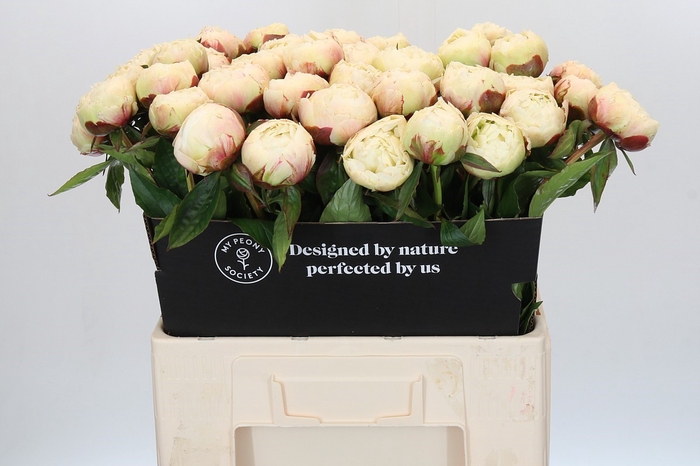 <h4>Paeonia Ann Cousins</h4>