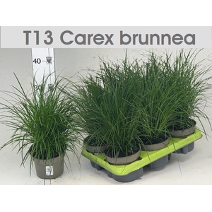 CAREX BRUNNEA