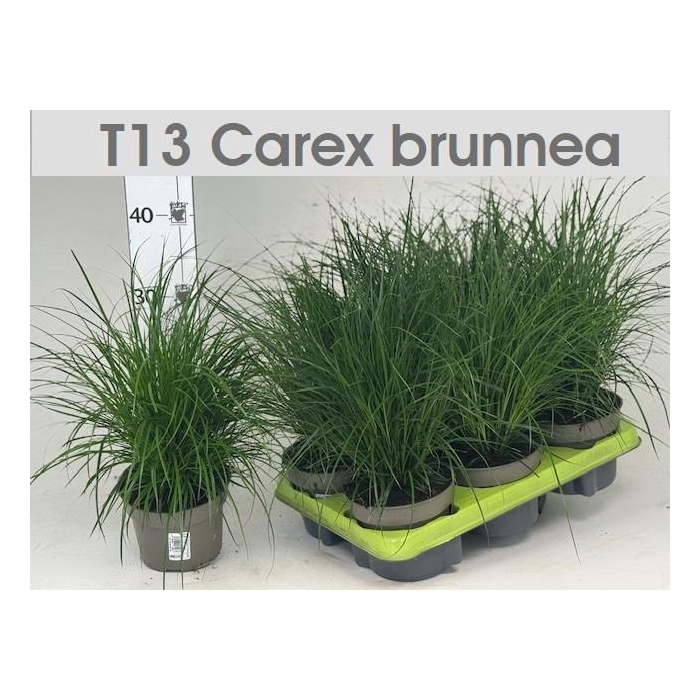 <h4>CAREX BRUNNEA</h4>