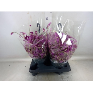 Tradescantia zebr. 'Pink Paradise'