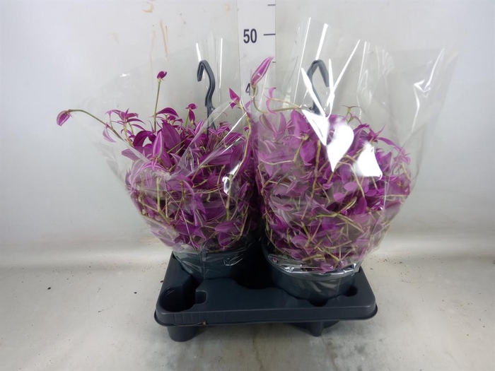 <h4>Tradescantia zebr. 'Pink Paradise'</h4>