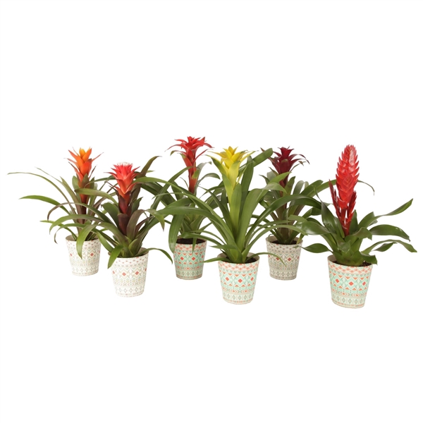 <h4>Bromelia mix in potcover Havana</h4>