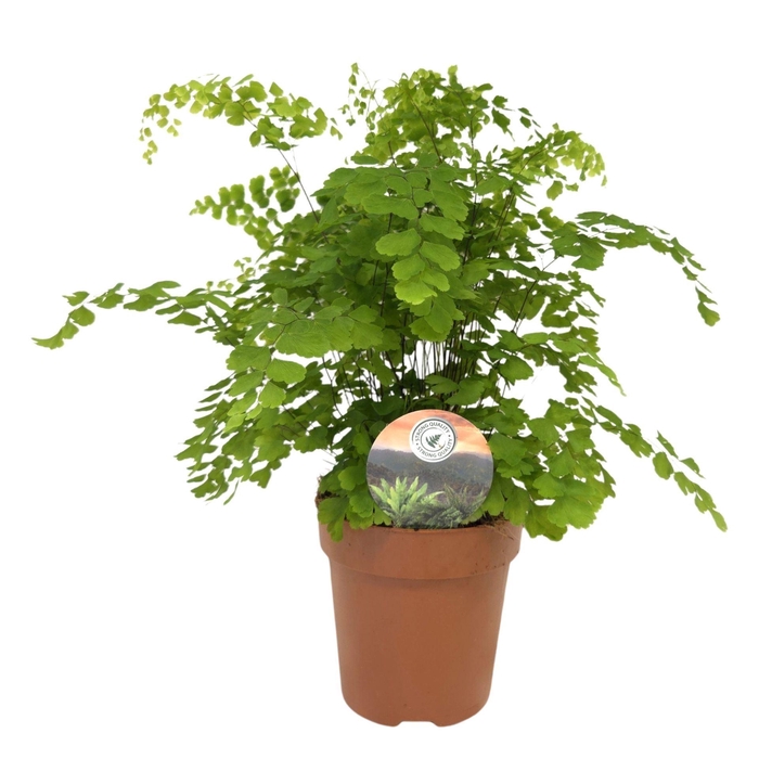 <h4>Adiantum raddianum Fragrans</h4>