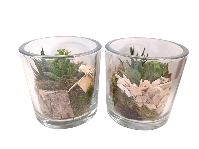 <h4>Arr. Kamerplant Groen L%</h4>