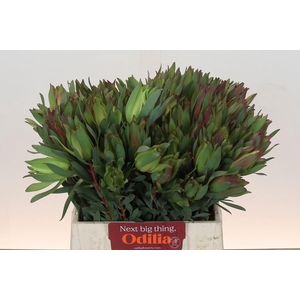 Leucadendron Highlight
