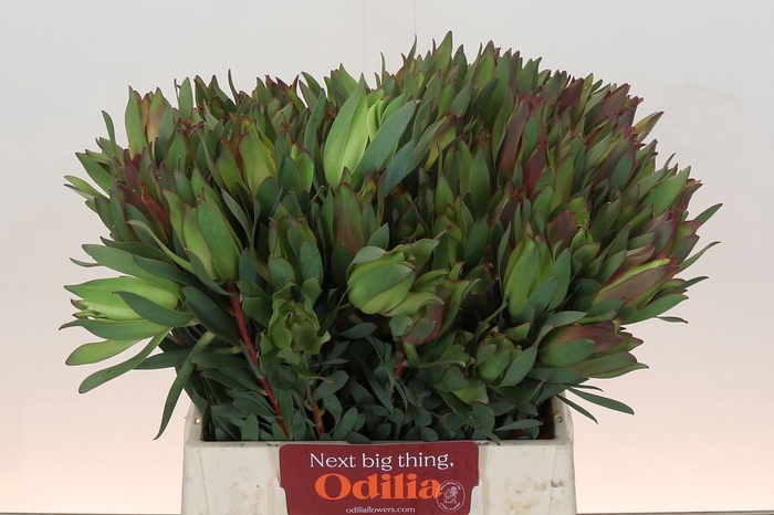 <h4>Leucadendron Highlight</h4>