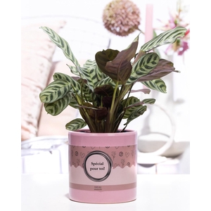 Ctenanthe Burle Marxii in P&P cadeau concept: SPECIAL POUR TOI!