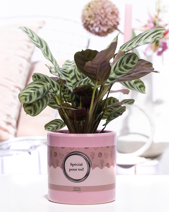 <h4>Ctenanthe Burle Marxii in P&P cadeau concept: SPECIAL POUR TOI!</h4>