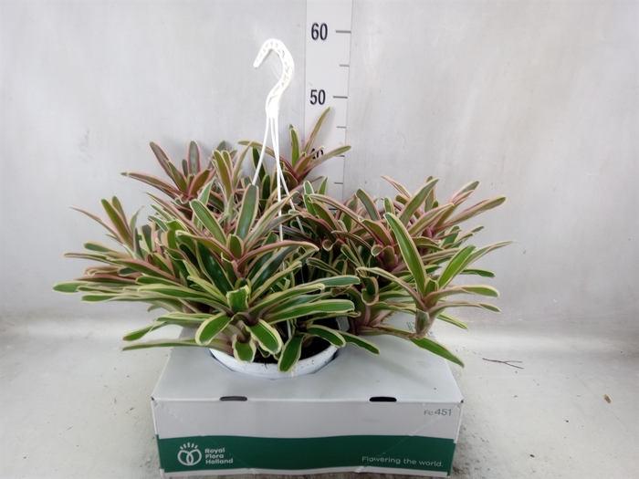 <h4>Neoregelia   ...</h4>