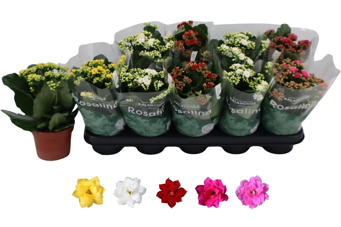 <h4>KAL GE RO GEM 5 KL</h4>