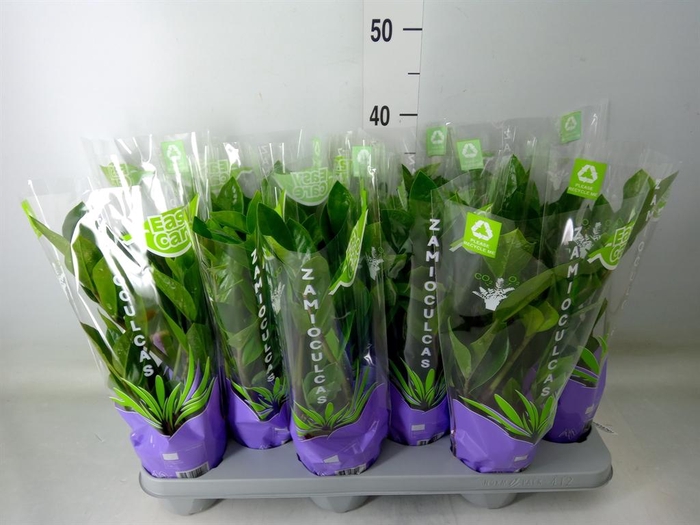 <h4>Zamioculcas zamiifolia</h4>