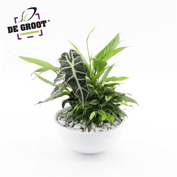 <h4>Arrangement Spathiphyllum in schaal</h4>