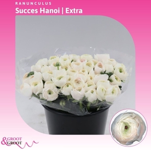 Ranunculus Succes Hanoi | Extra