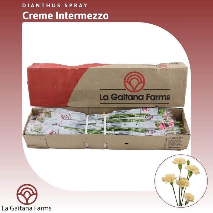 <h4>Dianthus tr Creme Intermezzo</h4>