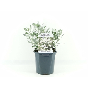 Convolvulus cneorum