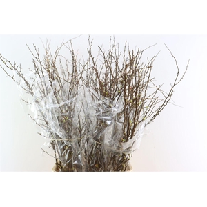 Chaenomeles X Superba 130cm